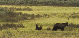 Grizzly Family-YNP